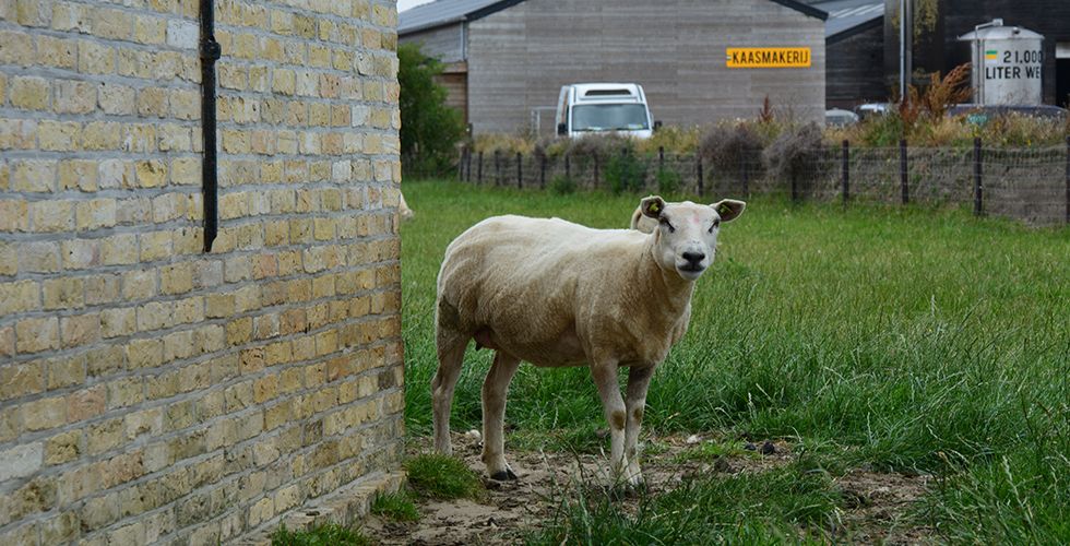 Schapen